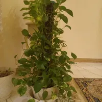 تعدادی گل گیاه بفروش می رسد|گل مصنوعی|رشت, دیانتی|دیوار
