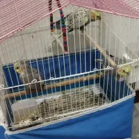 فروش ۳عددعروس هلندی