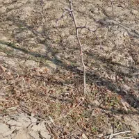 نهال عناب|عمدهفروشی|خوسف, |دیوار