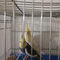 عروس هلندی جفت|پرنده|خمینی‌شهر, |دیوار