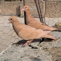 سلام فروش دو تا ماده زرد