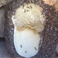 عسل طبیعی تضمین می کنم به شرط