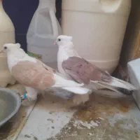 کفتر پشتدار کاکولی پاپر