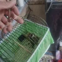 یک عددسهره نرسرسیاه به فروش میرسد|پرنده|شیراز, پودنک|دیوار