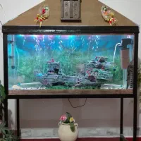 آکواریوم|ماهی|آشخانه, |دیوار