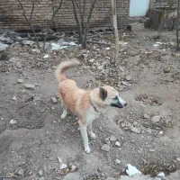 سگ هاسکی سرابی|سگ|صوفیان, |دیوار