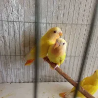 طوطی برزیلی