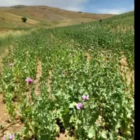 نیرو اکیپ زرنگ و فعال براکار وجین آلا وژین کارگری