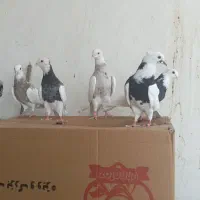 پرشی کفتر