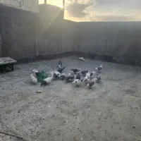 تعدادی کبوتر سید مال بوم بلند دربیار توس توس ۸۱