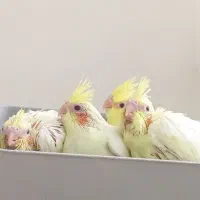جوجه عروس هلندی ۲۰روزه