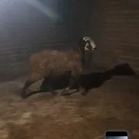 فروش یک عدد شیشک