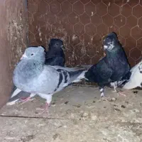 جفت دم سفید