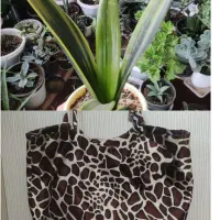 کیف وسایل|کیف، کفش، کمربند|مرند, |دیوار