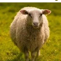 گوسفند زنده