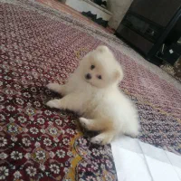 سگ پایمر خرسی جیبی ماده