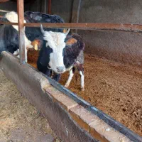 گوساله ماده|حیوانات مزرعه|قزوین, |دیوار