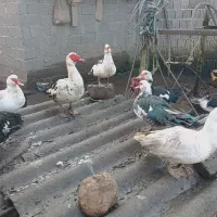 فروش اردک اسراییلی و غاز لیندا|حیوانات مزرعه|ساری, |دیوار