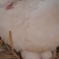 کبوتر سینه فر  پاپر  کاکل  هل  نوک ریز مولد و جوجه