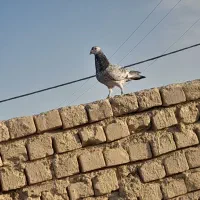 جوقی نر