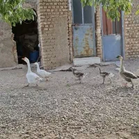 غوقاز