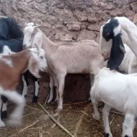 بامتور معامله میکنه 200|حیوانات مزرعه|گلباف, |دیوار