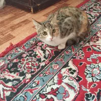 واگذاری گربه، رایگان