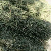 یونجه غذای اصلی خرگوش و خوکچه هندی|لوازم جانبی حیوانات|شیراز, نصر|دیوار