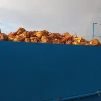 چغندر|خوردنی و آشامیدنی|تربت‌حیدریه, حاجی یار‎|دیوار