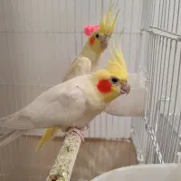 عروس هلندی لوتینو با جوجه
