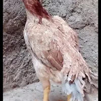 اوشامو گردن ویبره هندی نوک طوطی دم تاووسی|حیوانات مزرعه|بهارستان, |دیوار