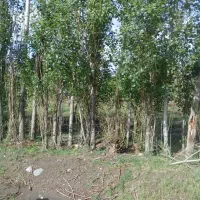 فروش باغ در روستای بیجق|فروش زمین و ملک کلنگی|مشگین شهر, |دیوار