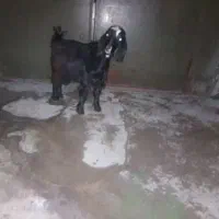 بزغاله|حیوانات مزرعه|اسلام‌‌آباد غرب, |دیوار