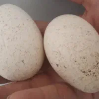 تخم بوقلمون نطفه دار تازه