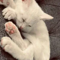 گربه|گربه|اسکو, |دیوار