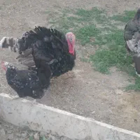 بوقلمون نر
