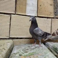 کبوتر گمشده