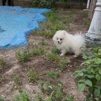 پامرانین پامر خرسی