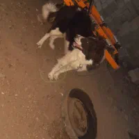 سگ بردر کالی