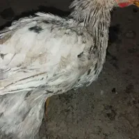 مرغ و خروس|حیوانات مزرعه|کهریزک, |دیوار