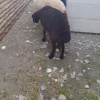 گوسفند قربانی