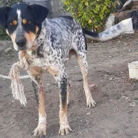 سگ شکاری حرف گوش کن|سگ|اردبیل, |دیوار