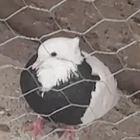 کبوتر|پرنده|پلدختر, |دیوار