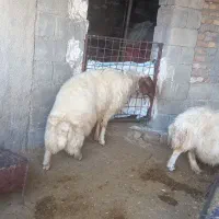 یه عدد شک ورن ۳شیره ویکعدد شک|حیوانات مزرعه|آبدانان, |دیوار