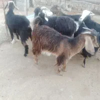 بز سالم