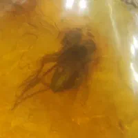 کهربا طبیعی حشره دار اصل آلمان