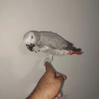 طوطی کاسکو نر سخنگو رام 2 ساله