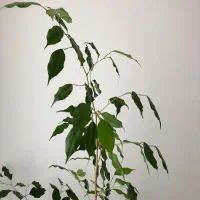 گل بنجامین|گل و گیاه طبیعی|مراغه, |دیوار