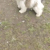 پاکوتاه تریراصیل ماده|سگ|تالش, هشتپر|دیوار