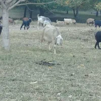 بز و بزغاله|حیوانات مزرعه|فریدونشهر, |دیوار